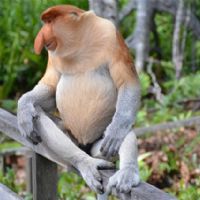 Borneo